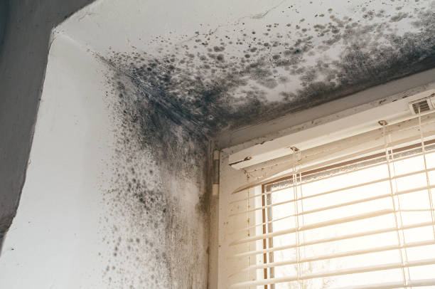 Affordable Black Mold Remediation solutions in Tyrone, GA